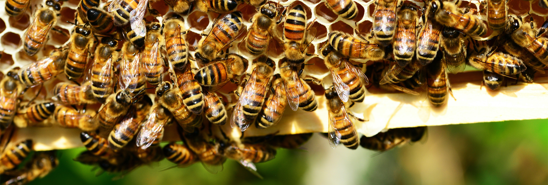 Zeymet Doğal Ürünler